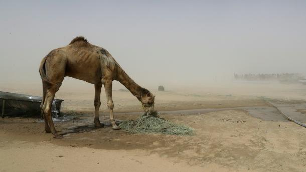 Perecem cerca de 15.000 animais por causa da crise no Qatar
