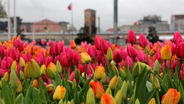 Taksimdə ənənəvi lalə fesivalı başladı