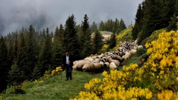 dogu karadeniz yayla8.jpg