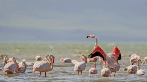 "Jezero flamingosa" u Keniji ugroženo zagađenjem