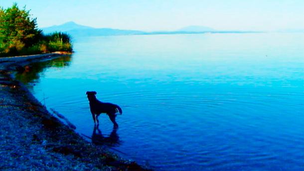 "Goodbye to Language", filmi më i mirë i 2014-ës (video)