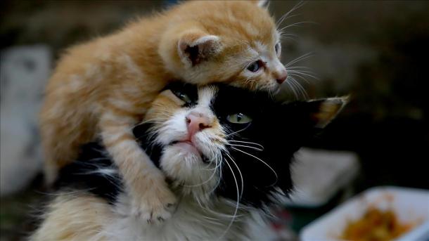 Di Konya, Kucing Rumahan Menjadi Ibu untuk Kucing Jalanan