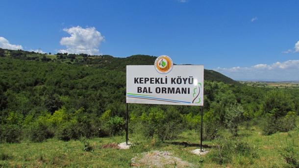 bal ormanı.jpg