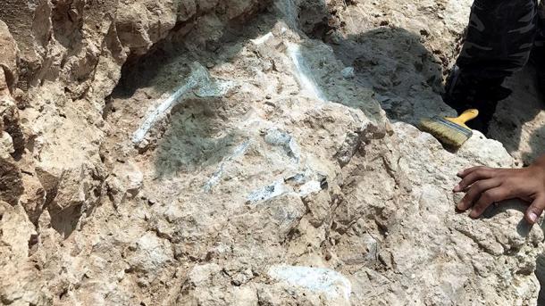 Descubren fósiles del ancestro más antiguo del hombre Descubren fósiles del ancestro más antiguo del hombre