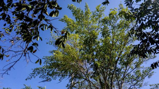 Bogotá está en “deuda en emisión de carbono"