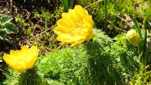 Turquie : Une fleur "éteinte", réapparait plus de 150 ans après