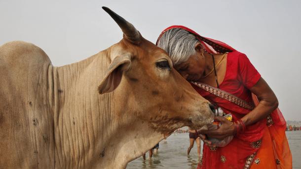 Adhabu ya miaka 10 gerezani kwa kuchinja ng ombe India