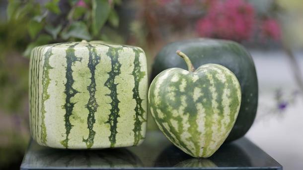 Inxhinieri turk ofron fruta dhe perime me forma të ndryshme