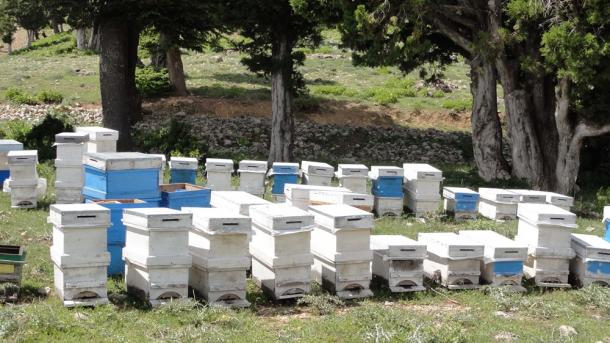 Turqia, e dyta në botë në prodhimin e mjaltit