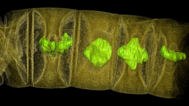 Ältestes Pflanzen-Fossil entdeckt