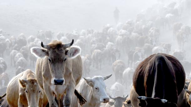 Argélia vai importar carne da Espanha e do Brasil para cobrir a alta demanda do mês do Ramadã