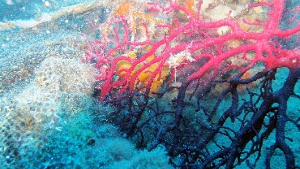 San Andrés siembra corales para restaurar sus arrecifes