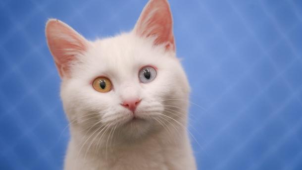Los gatos Van: una herencia viva