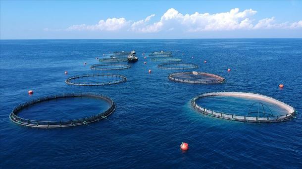 トルコの2020年1月の水産物の輸出