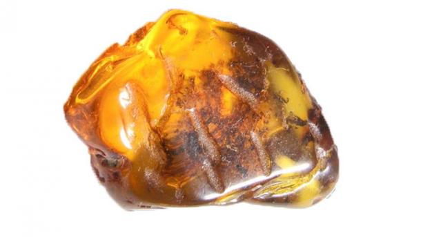 Myanmar, scoperto un fossile di un piccolo serpente di 99 milioni anni fa