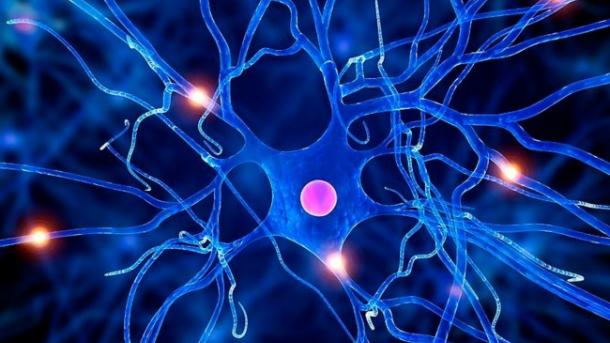 Dès 13 ans, le cerveau semble cesser de produire les neurones de la mémoire (étude)