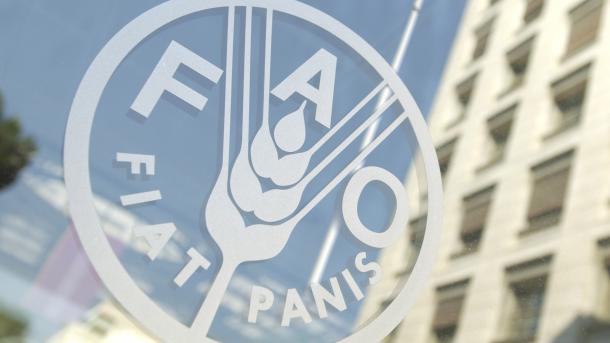 FAO destaca liderazgo de mujeres indígenas para lograr seguridad alimentaria