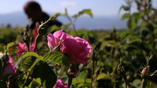Isparta, la ciudad de rosas fragantes