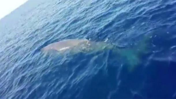 Turquie: Une baleine de 10m filmée à Fethiye