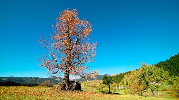 artvin8