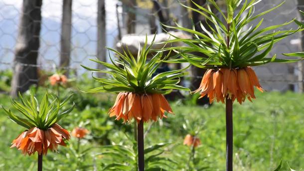 「涙を流す花嫁」逆さチューリップが花開く