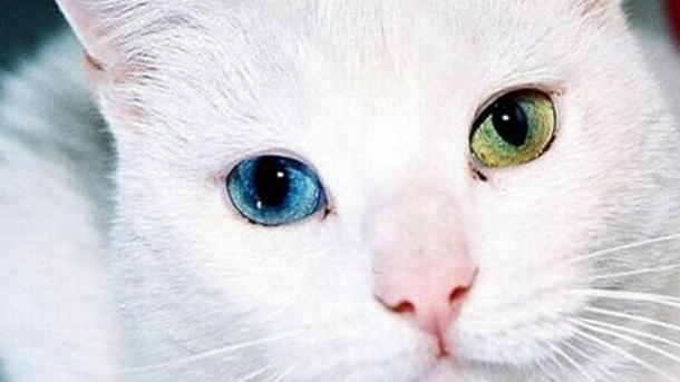 Turquie: Ce chat de Van, aux yeux à deux couleurs, attire tous les regards