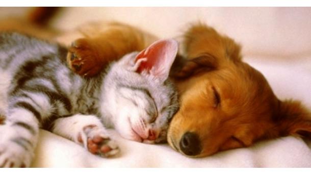 4 de outubro 2 016 – DIA MUNDIAL DO ANIMAL