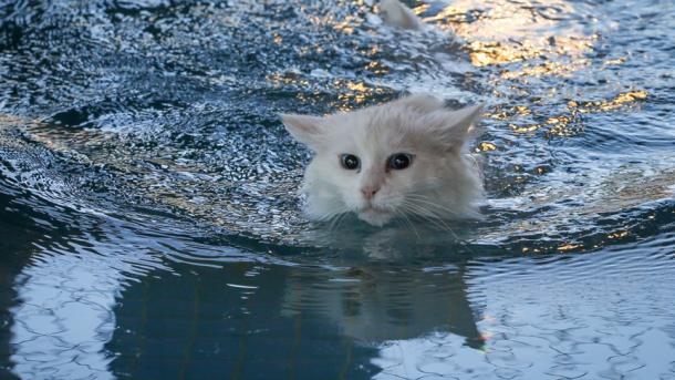 トルコ初・ワン猫プールがオープン