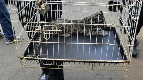 Polisi Bangladesh Menyelamatkan 4 Ekor Kucing Besar dari Para Pedagang