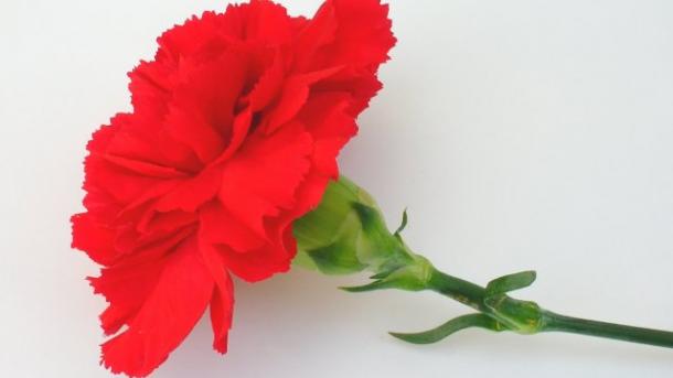 8 مارس روز جهانی زن مبارک