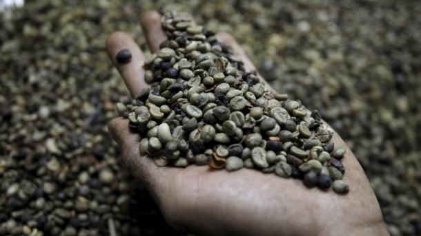 Acuerdo entre Panamá y ONU para erradicar trabajo infantil en zona cafetera