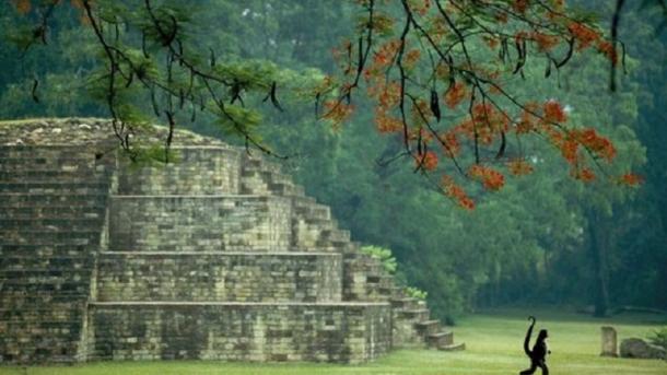 Honduras acogerá la reunión de Comisión Forestal Latinoamérica y Caribe