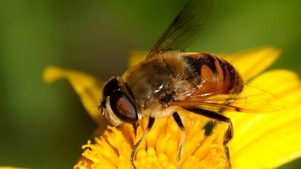Describen tres nuevas especies de avispa que inducen sus agallas en árboles