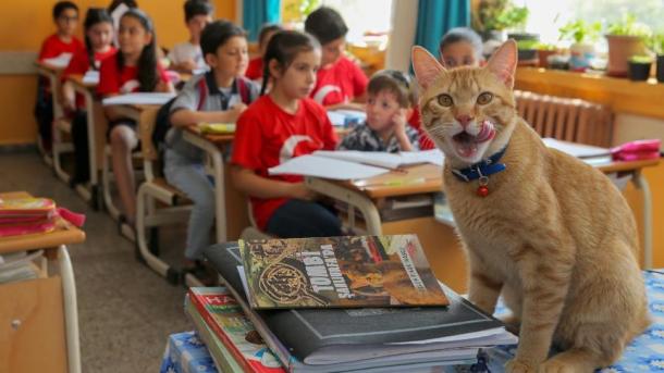 猫のトムビが本になった