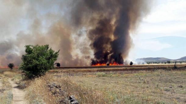 Иракта диқандардың дәнді-дақылдары өртеніп кетті