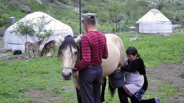شیر اسبهای قرقیزستان محبوب طرفداران رژیمهای غذایی سالم