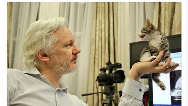 assange kedi 1.jpg