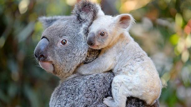 Australi - Zyrtarët e kopshtit zoologjik kërkojnë emër për koalën e bardhë