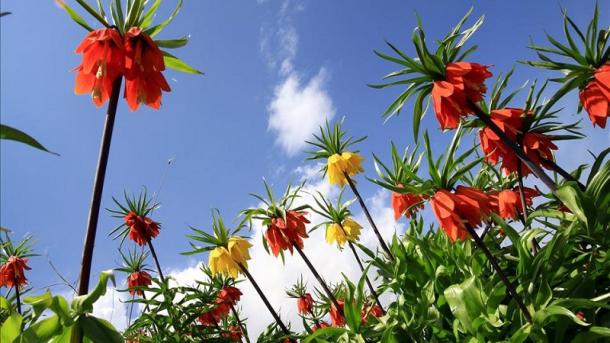 Түркияның эндемикалық өсімдік түрлері тұрғысынан өте бай екенін білетін бе едіңіз?