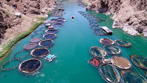 ダムや池の養殖から年間9億トルコリラ以上の経済価値