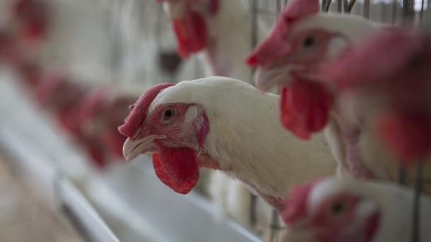 Eksport Ayam Pertama dari Turki ke Jepun