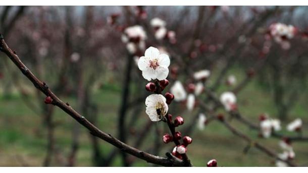 「ニセ桜」にご用心 トルコで被害に遭わないために