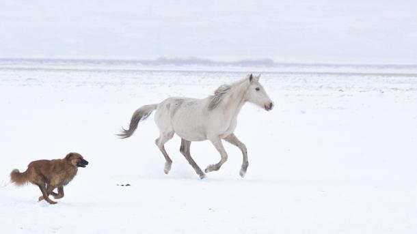 erciyes vahsi atlar 4.jpg