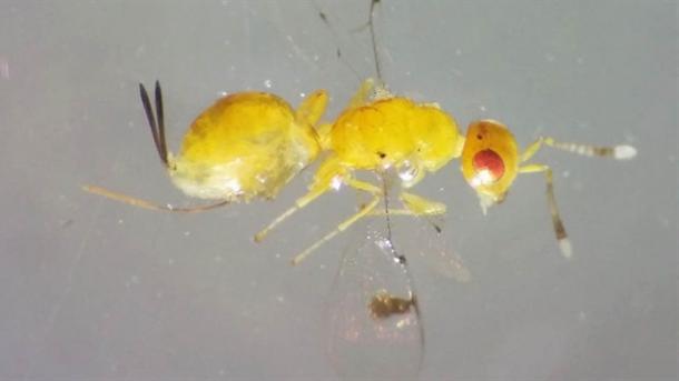 Neuartiges Insekt in Uşak entdeckt
