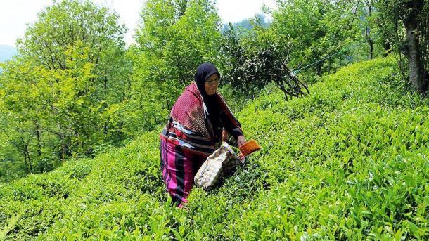 آغاز برداشت برگ سبز چای در شمال شرق ترکیه