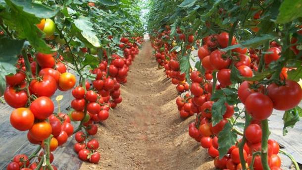 Izraelska vlada odlučila da hitno započne uvoz turskog paradajza