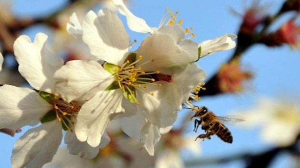Završena škola pčelarstva za 60 žena iz ruralnih područja u šest opština