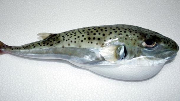 Jepun Mengeluarkan Amaran untuk tidak Memakan Ikan Belon