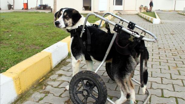 Protekizli Köpek 4.jpg