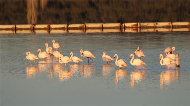 Les plages tunisiennes, animées par la danse des flamants roses